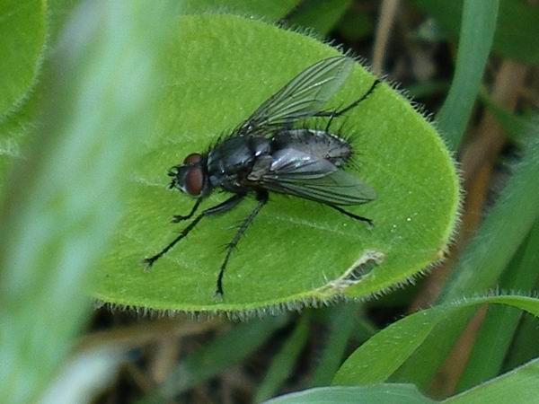 Tachinidae??